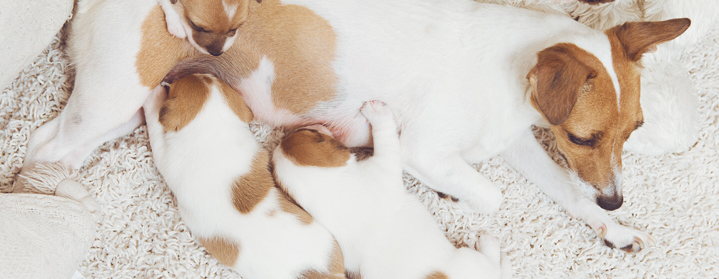 Can a nursing hot sale dog get pregnant